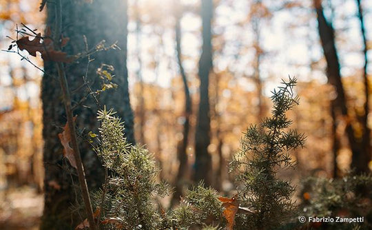 35mm F1.2 XP High Performance Full Frame (Canon EF with Automatic Chip)